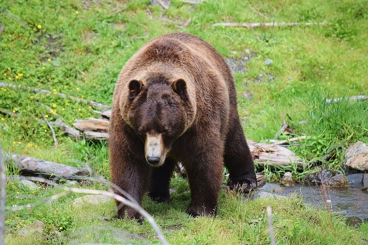 Exploring Sitka’s Wildlife and Totems: Fortress of the Bear & Totems Historical Tour