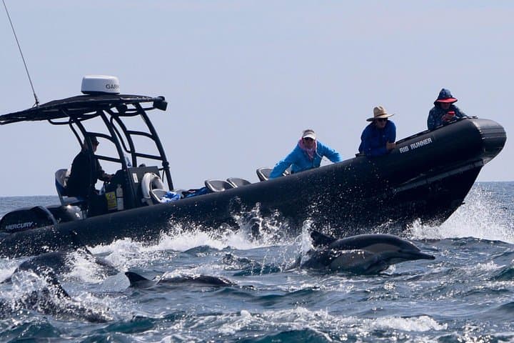 Up-Close Dolphin and Whale Watching in Oceanside: Intimate Marine Mammal Cruise photo 2
