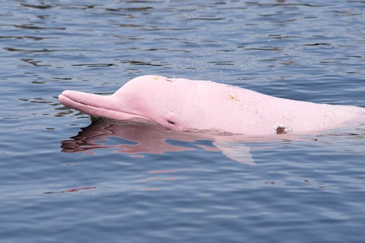 Koh Samui Pink Dolphin and Pig Island Snorkeling Tour to Khanom, Koh Tan & Koh Madsum