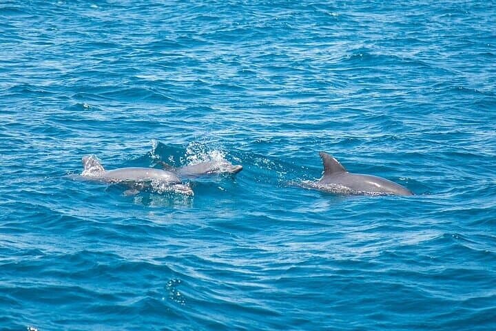Private Speedboat Trip to Dolphin House Hurghada — Snorkel with Wild Dolphins photo 3