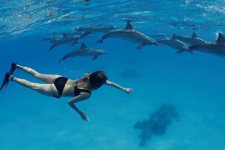 Hurghada Dolphin House: Private Speedboat Snorkel and Parasailing Adventure photo 4