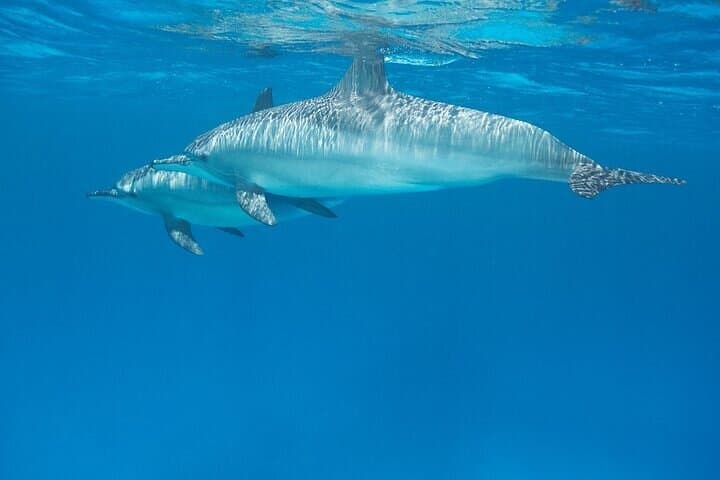 Hurghada Dolphin House: Private Speedboat Snorkel and Parasailing Adventure photo 2