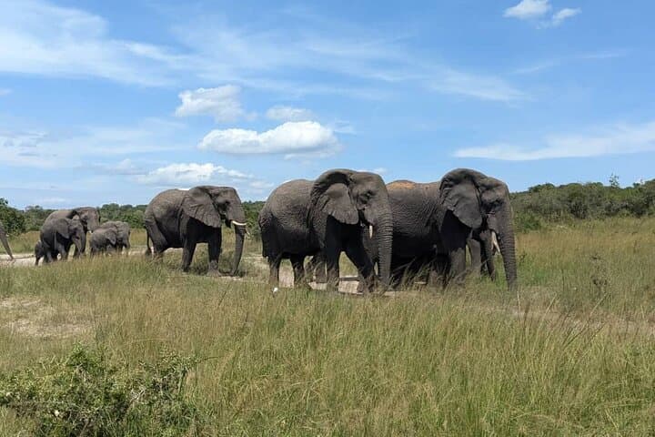 Akagera National Park 1-Day Safari: Big Five Game Drive from Kigali photo 2