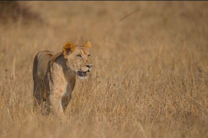 Akagera National Park 1-Day Safari: Big Five Game Drive from Kigali photo 4