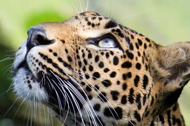 Half-Day Wilpattu National Park Safari: Leopard-Spotting Jeep Tour photo 5