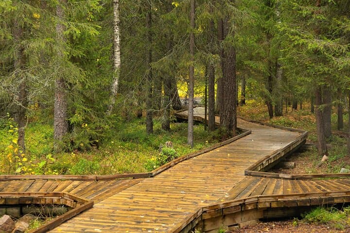 Vaatunkiköngäs Trail: Arctic Circle Forest Hike from Rovaniemi photo 4