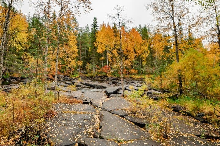 Vaatunkiköngäs Trail: Arctic Circle Forest Hike from Rovaniemi photo 6