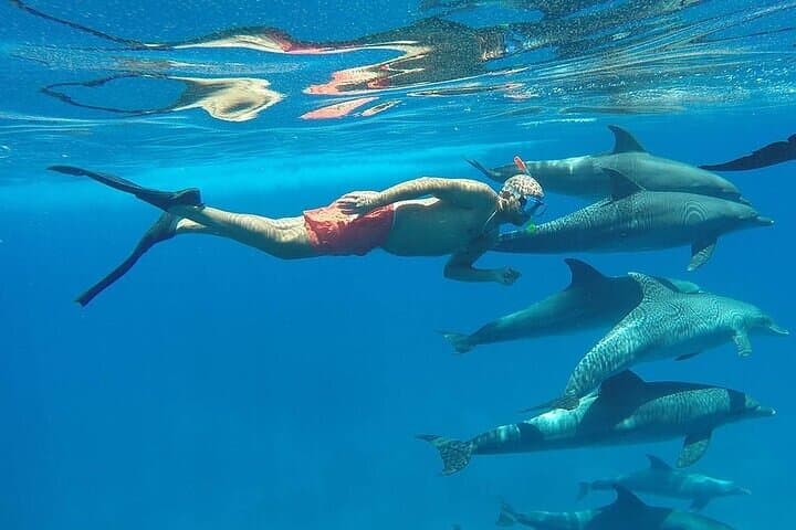 Private Speedboat Dolphin Swim from Hurghada — Dolphin House & El Gouna Snorkel photo 2