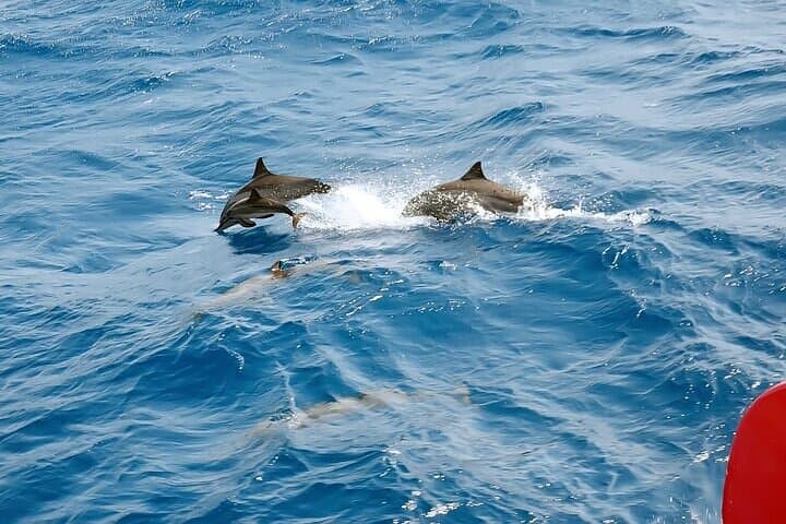 Private Speedboat Dolphin Swim from Hurghada — Dolphin House & El Gouna Snorkel photo 6