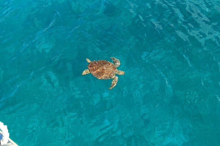 Sail and Snorkel with Green Sea Turtles off Sapphire Beach, St. Thomas photo 5
