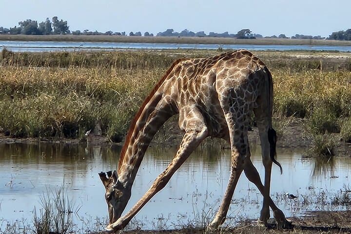 Full Chobe Experience: Sunrise Safari & Sunset River Cruise from Livingstone photo 4