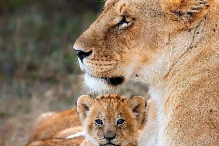 Kruger Half-Day Safari: Big Five Game Drive from Hazyview