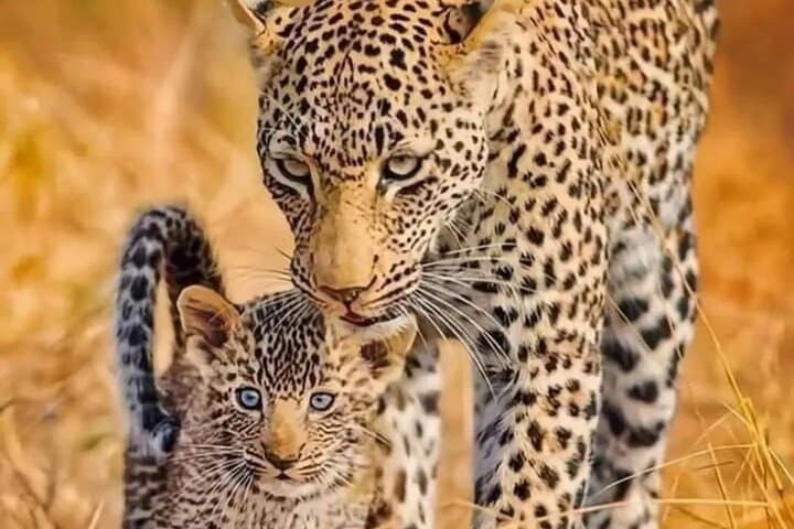 Kruger Half-Day Safari: Big Five Game Drive from Hazyview photo 2