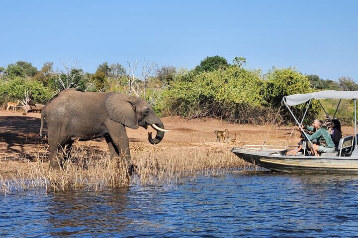 Full Chobe Experience: Sunrise Safari & Sunset River Cruise from Livingstone photo 3