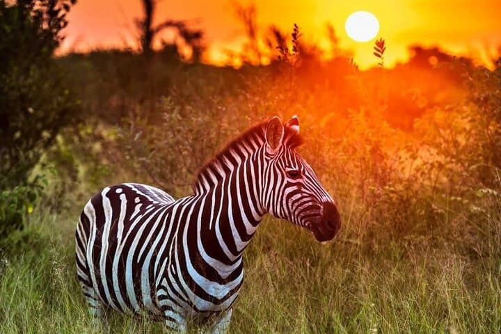 Kruger Half-Day Safari: Big Five Game Drive from Hazyview photo 6