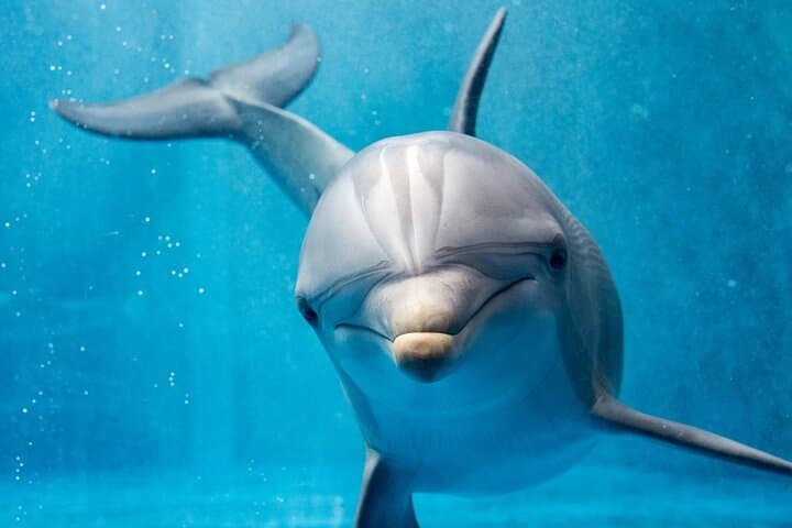 Private Full-Day Hurghada Boat Trip: Snorkel Reefs & Swim With Dolphins photo 4
