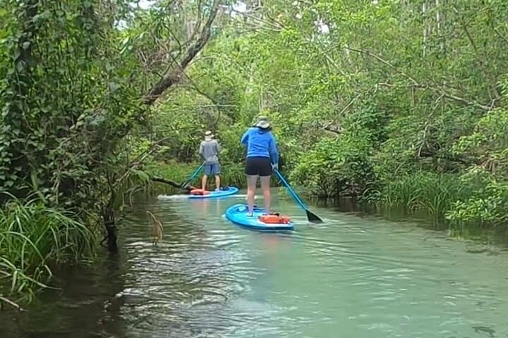 Paddleboard Rental at Three Sisters Springs – Crystal River Manatee Refuge photo 3