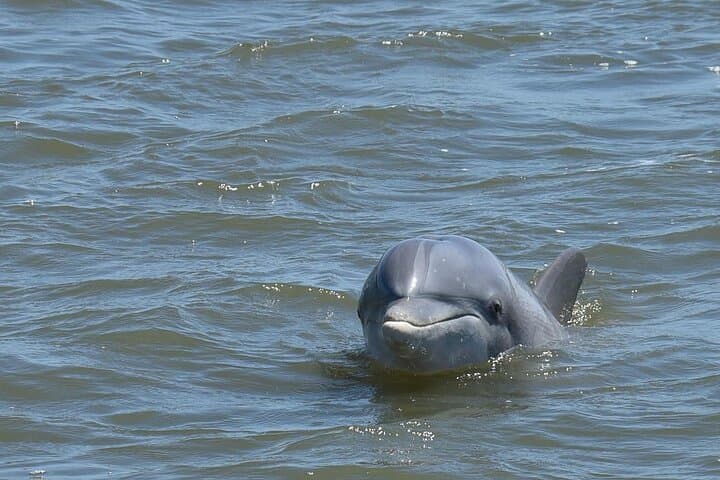 Private Charleston Dolphin Tour: 2-Hour Harbor Cruise to Spot Dolphins & Historic Sights