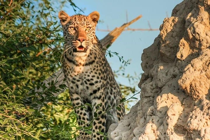 Day Safari to Aquila Game Reserve: Big Five Game Drive from Cape Town photo 4