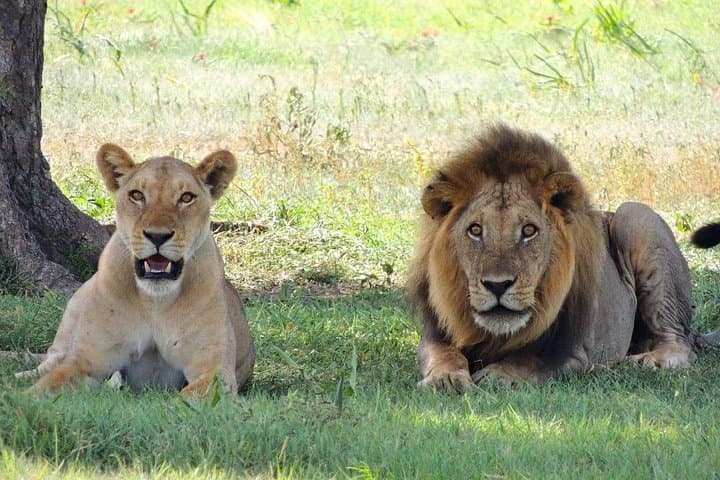 Day Safari to Aquila Game Reserve: Big Five Game Drive from Cape Town photo 1