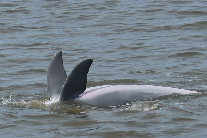 Private Charleston Dolphin Tour: 2-Hour Harbor Cruise to Spot Dolphins & Historic Sights photo 6