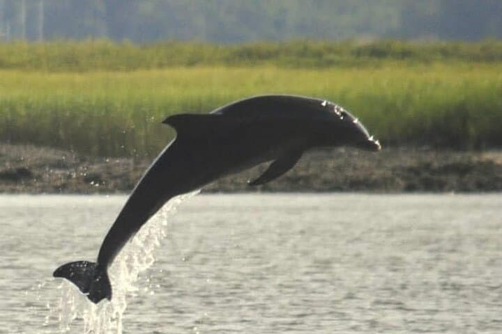 Private Charleston Dolphin Tour: 2-Hour Harbor Cruise to Spot Dolphins & Historic Sights photo 4