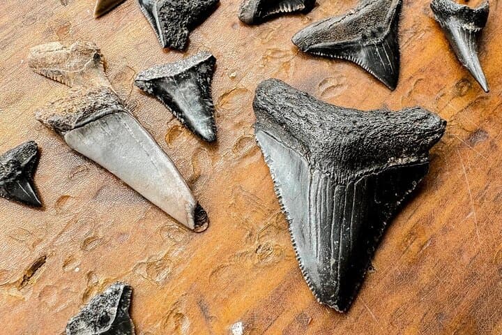 Shark Tooth & Shell Hunting Tour — Charleston Fossil Beach Adventure