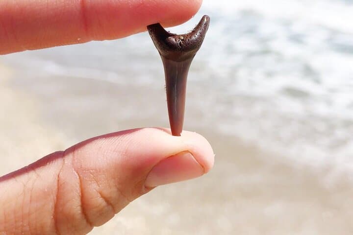 Shark Tooth & Shell Hunting Tour — Charleston Fossil Beach Adventure photo 2