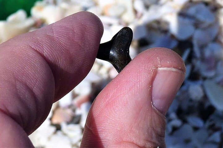 Shark Tooth & Shell Hunting Tour — Charleston Fossil Beach Adventure photo 3