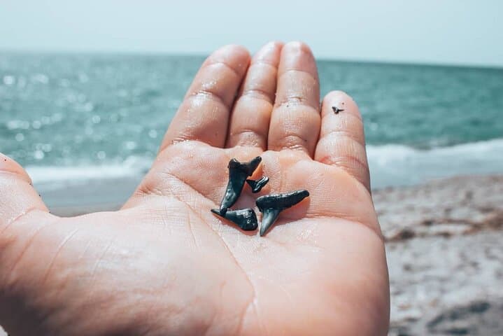 Shark Tooth & Shell Hunting Tour — Charleston Fossil Beach Adventure photo 4
