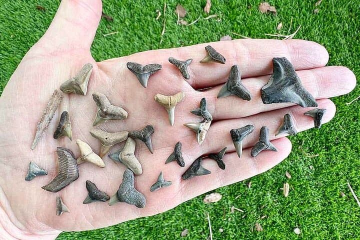 Shark Tooth & Shell Hunting Tour — Charleston Fossil Beach Adventure photo 5