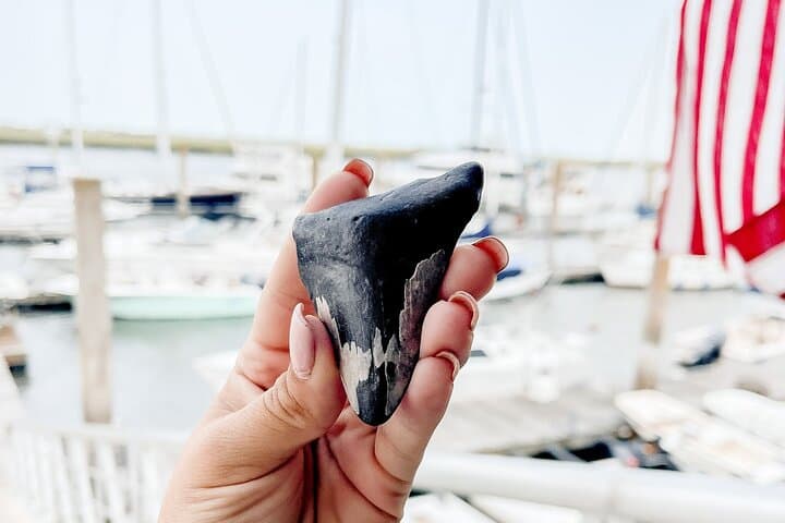 Shark Tooth & Shell Hunting Tour — Charleston Fossil Beach Adventure photo 6