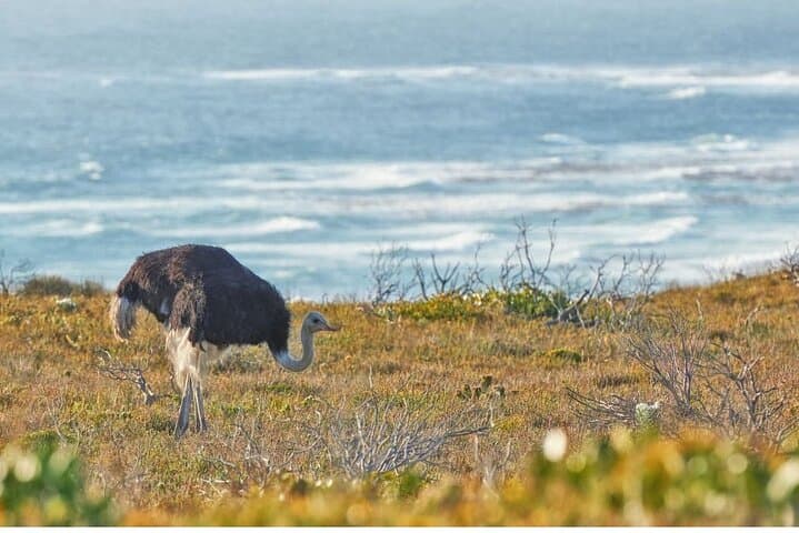 Full-Day Cape of Good Hope Tour & Boulders Beach Penguins — Cape Town Highlights photo 3