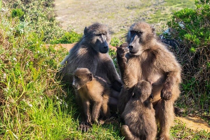 Full-Day Cape of Good Hope Tour & Boulders Beach Penguins — Cape Town Highlights photo 5