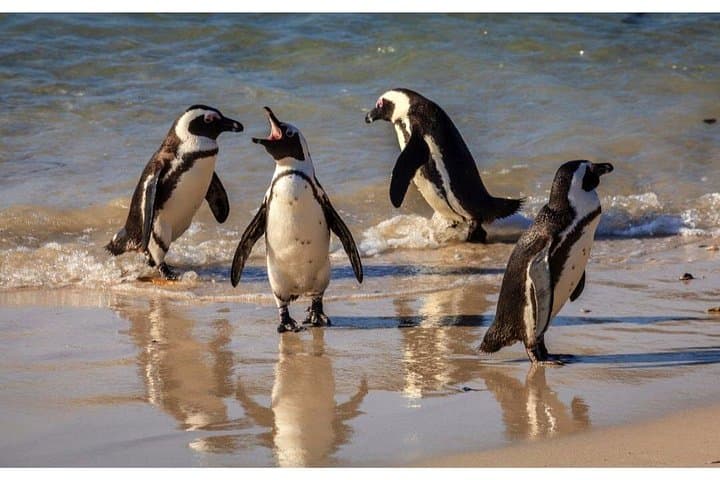 Half-Day Boulders Beach Penguin Colony & Scenic Cape Drive from Cape Town photo 4