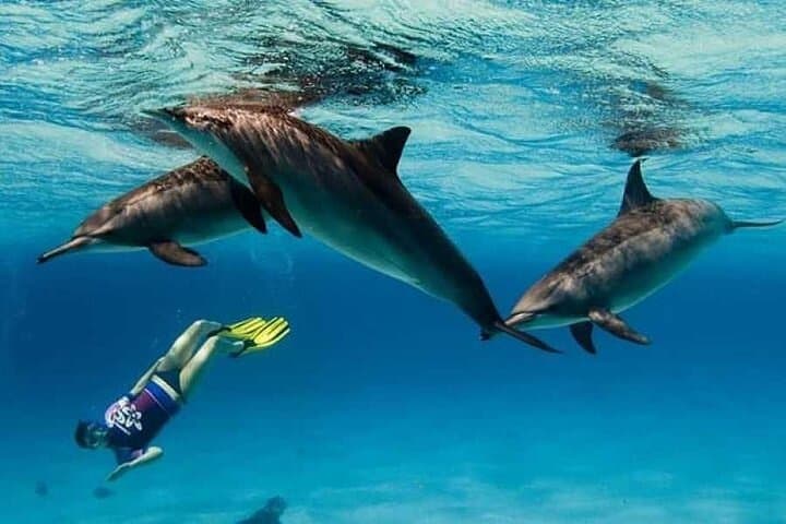 Private Speedboat Trip to Dolphin House Hurghada — Snorkel with Wild Dolphins photo 4