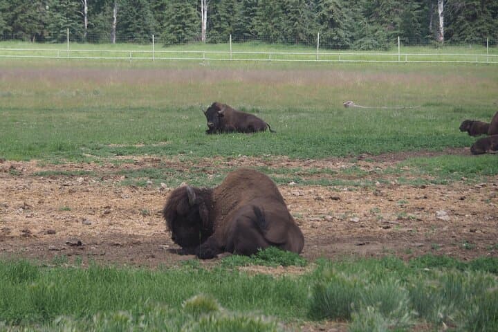 Half-Day Arctic Wildlife & Hot Springs Tour from Whitehorse photo 4