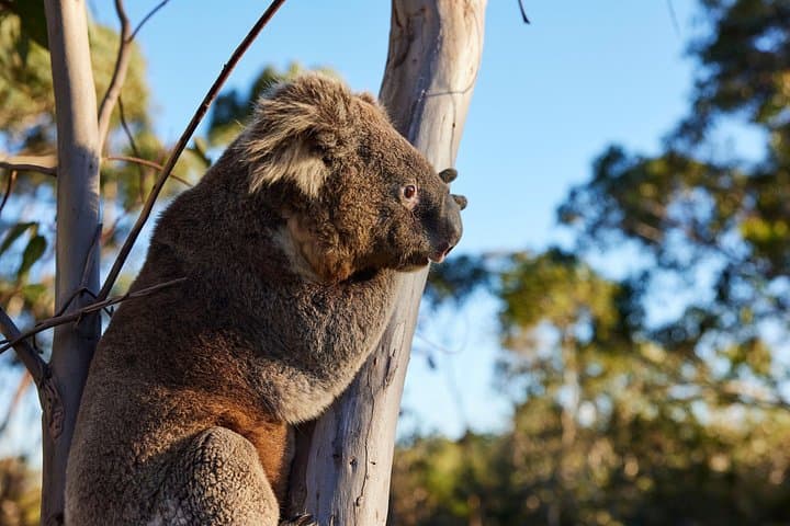 Wallabies & Wine: Hunter Valley Wildlife & Vineyard Day Tour from Sydney photo 5