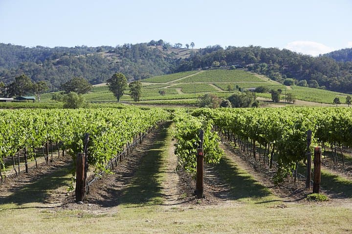 Wallabies & Wine: Hunter Valley Wildlife & Vineyard Day Tour from Sydney photo 4