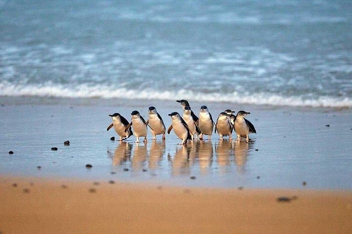 Phillip Island Day Tour from Melbourne: Penguin Parade, Nobbies & Chocolate Factory photo 4
