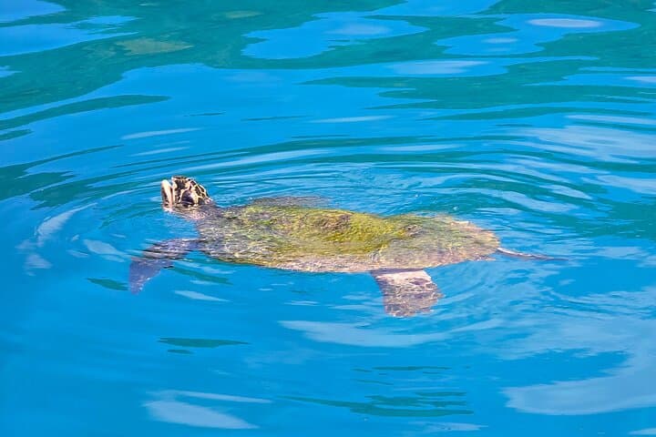 Sailing Major Tom: Efate Day Cruise, Snorkeling & BBQ Beach Market photo 6