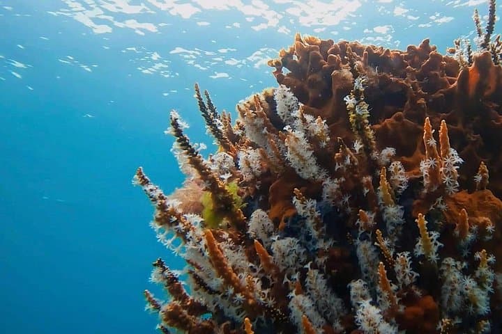 Busselton Jetty Snorkel Tour — Guided Boat Ride to Underwater Sculptures photo 1
