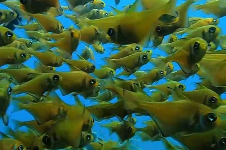 Busselton Jetty Snorkel Tour — Guided Boat Ride to Underwater Sculptures photo 4