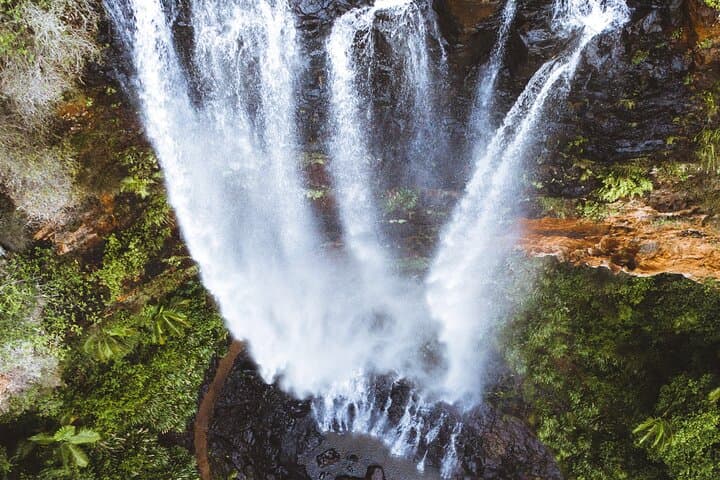 Springbrook Waterfalls & Natural Bridge Day Tour — Koalas, Lookouts & Rainforest Walks