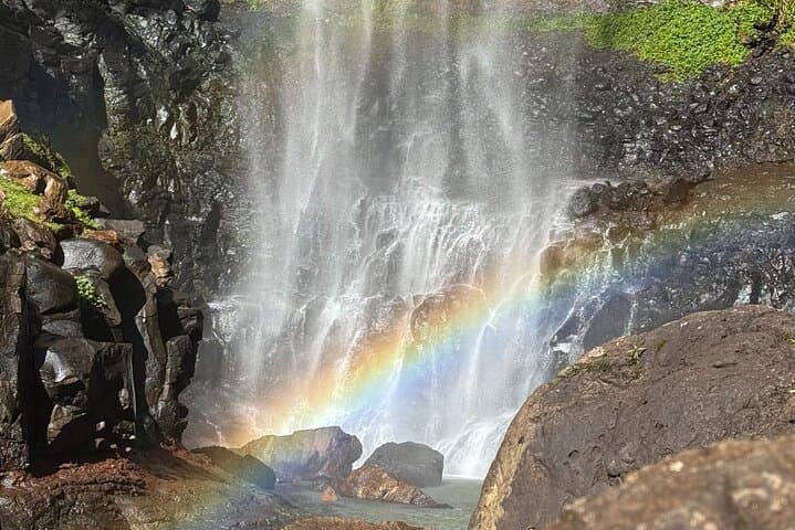 Springbrook Waterfalls & Natural Bridge Day Tour — Koalas, Lookouts & Rainforest Walks photo 5