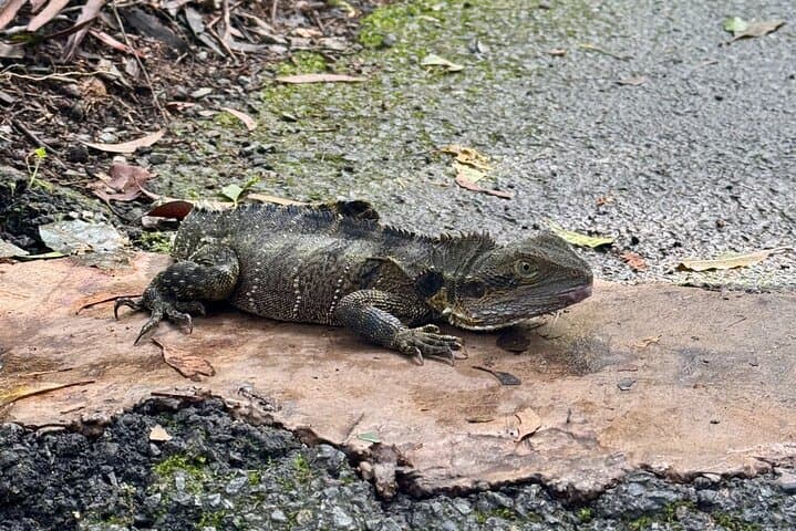 Springbrook Waterfalls & Natural Bridge Day Tour — Koalas, Kangaroos & Glow-worms photo 5