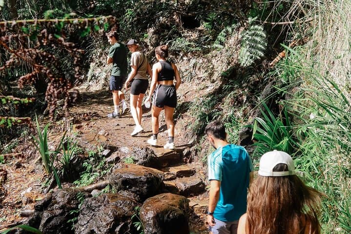 Springbrook Waterfalls & Natural Bridge Day Tour — Koalas, Lookouts & Rainforest Walks photo 6