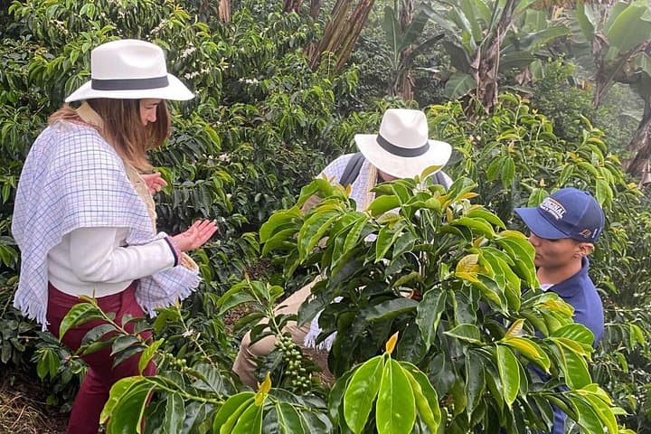 Cocora Valley & Salento Coffee Farm Day Tour — Wax Palms, Hikes & Tasting photo 2