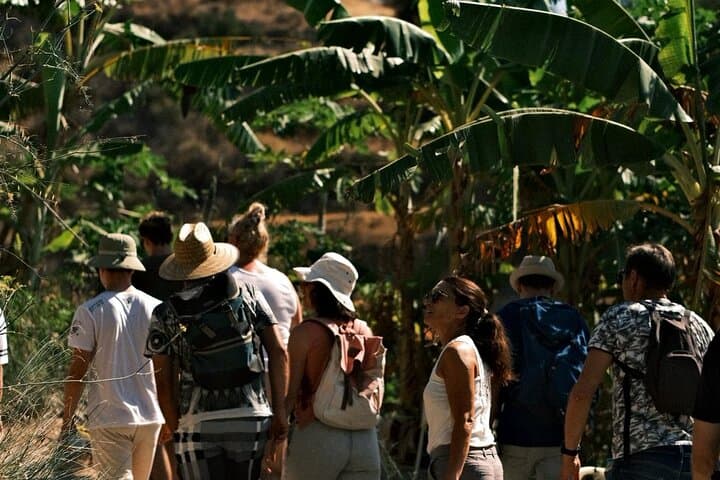 Explore Europe's Only Coffee Farm: Guided Visit to the Northernmost Coffee Plantation
