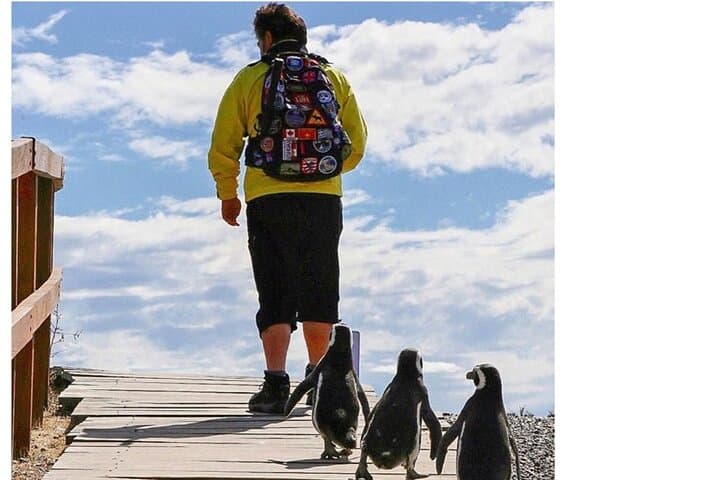 Punta Tombo Penguin Shore Tour from Puerto Madryn — Walk Among Magellanic Colonies
